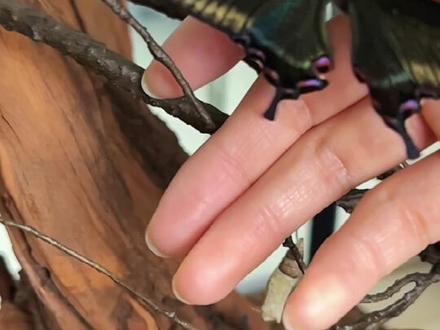 绿带翠凤蝶羽化了 #动植物观察局 #奇妙的动物 #蝴蝶