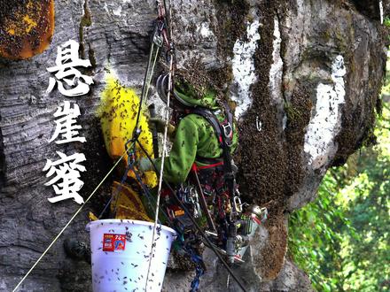 悬崖蜜的猎蜜过程危险程度极高 一不小心就会被群体攻击 #悬崖蜜 #野外 #蜂蜜
