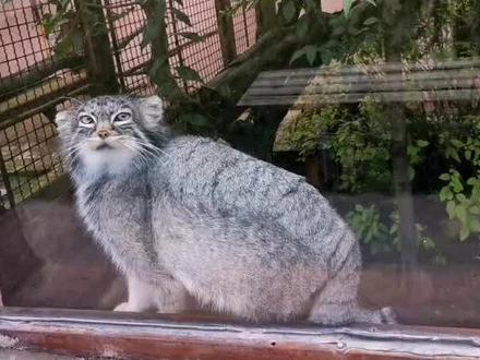 #西宁野生动物园 #狲爷在此 狲小妹,最喜欢“殴打”游客的兔狲