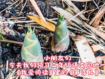二年级下册语文园地一《我爱阅读》之《笋芽儿》预习来啦!
这是一篇优美的拟人童话,讲述了笋芽儿在春雨姑娘、雷公公、妈妈的呼唤与呵护下,努力钻出地面,长成健壮竹子的故事。
通过预习,我们可以:
✅ 感受春天的蓬勃生机
✅ 学习生动的拟人描写
✅ 积累描写春天的词语
✅ 体会笋芽儿成长的快乐
#二年级语文 #语文园地一 #我爱阅读 #笋芽儿 #小学语文预习