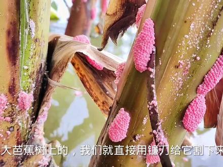 清理福寿螺卵#福寿螺卵 #农村萌宠 #神奇动物在抖音 #外来物种入侵 #解压视频