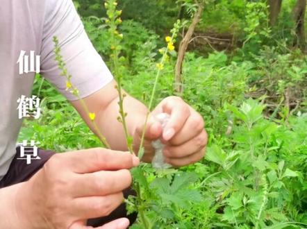 仙鹤草,每天认识一种中药材,今天认识一下仙鹤草 仙鹤草为蔷薇科植物龙芽草的干燥地上部分。夏、秋二季茎叶茂盛时采割,除去杂质,干燥#常见的中草药 #采药人 #中药科普#仙鹤草