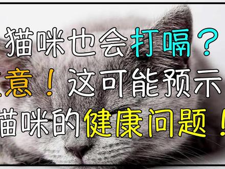 猫咪也会打嗝?注意!这可能预示着猫咪的健康问题!