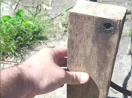 #国外合法拍摄#pcp#武器科普 号称北美除鼠神器