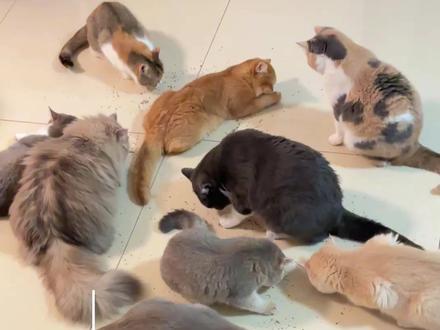 10猫家庭的日常vlog#萌宠出道计划 #记录猫咪日常 #猫咪的迷惑行为 #家有萌宠