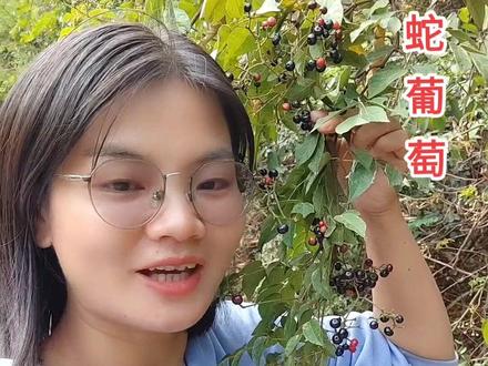 显齿蛇葡萄 是葡萄科蛇葡萄属植物。木质藤本。小枝圆柱形,有显著纵棱纹,无毛。卷须2叉分枝,相隔2节间断与叶对生。叶为1-2回羽状复叶。#一日一植物 #植物科普 #显齿蛇葡萄 #家乡野果 #请用家乡话说出它的名字