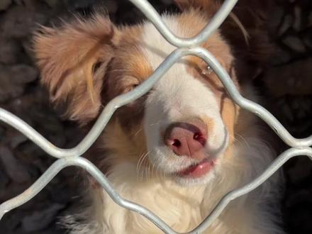 不可能完成的任务 骏良打算让我给胖宝宝喂药时,已经决定把朋友豁出去了
#河曲藏獒 #胖宝宝 #猛犬 #骏良