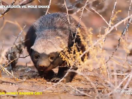 除了平头哥之外还有一位捕蛇大师 #蜜獾平头哥 #蜜獾 #眼睛王蛇 #动物世界 #蛇獴vs黑曼巴