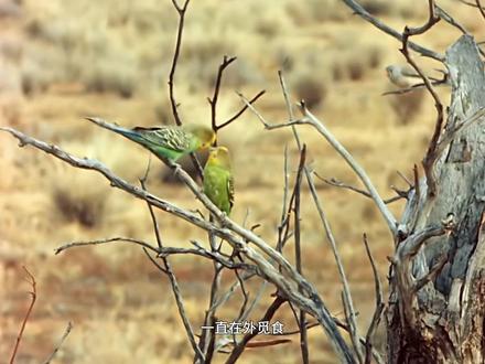 虎皮的成长全记录 #神奇动物在这里 #动物世界 #动物科普 #鹦鹉 #动物的迷惑行为