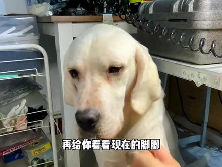 原来狗子是要泡脚的 狗子泡脚可以治趾间炎#原来狗子是要泡脚的#科学养宠攻略 #狗狗泡脚