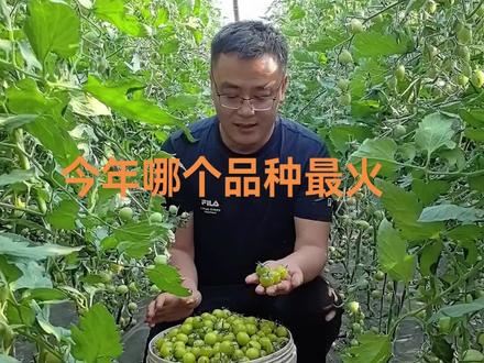 #好吃的小番茄品种推荐宏伟种业梦想青甜二号