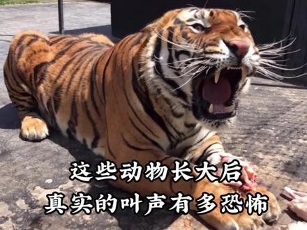 这些动物真实的叫声简直恐怖如斯#老虎#狮子#大熊猫#狼#猞猁