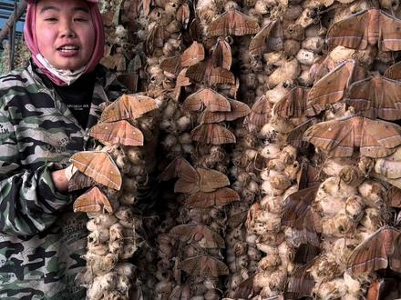 你们害怕的飞蛾,在东北可浑身是宝,它产的卵1000多块钱一斤