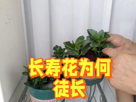让你的长寿花远离徒长困扰 #家庭养花达人 #绿植 #盆栽 #养花小知识 #花卉养护 #绿植小技巧 #分享家庭养花知识 #花卉绿植 #种花教程