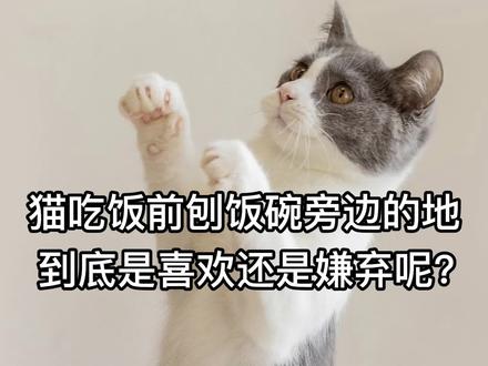 猫吃饭前刨饭碗旁边的地到底是喜欢还是嫌弃呢?