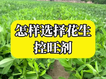 花生控旺药剂到底怎样选择?#抖音助农 #花生控旺 #花生种植 #分享农业知识帮农民增产增收#花生高产