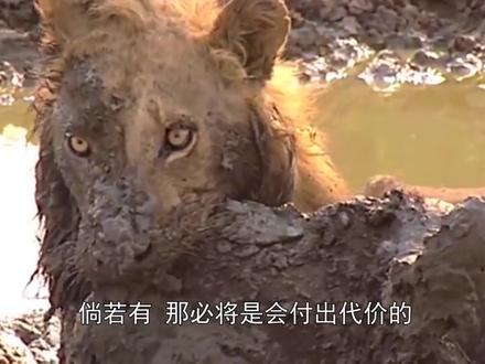 野猪为穿“真皮大衣”,贪婪钻进牛肚吃肉,谁知穿上容易脱下难!