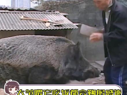 大爷是野猪骑士吧~#动物 #娱乐评论大赏