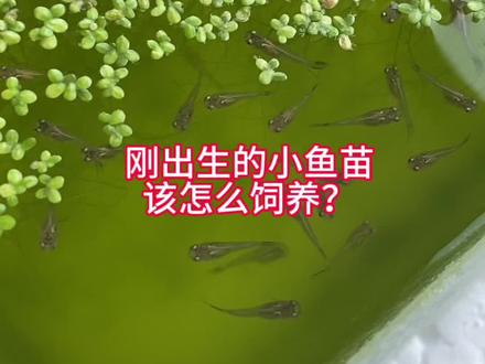 刚出生的孔雀鱼宝宝该怎么喂养?为什么好多都养不好呢?#孔雀鱼 #养鱼经验分享 #孔雀鱼宝宝 #新手养鱼 #孔雀鱼饲养方法
