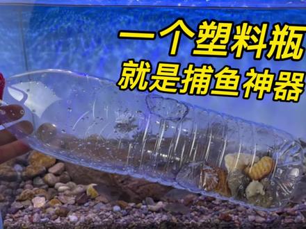0成本自制一个捕鱼神器,这效果也太好用了,一会儿就收获满满 #观赏鱼 #养鱼日记 #原生缸 #自制捕鱼神器 #塑料瓶变废为宝 #矿泉水瓶玩法