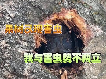 这树里面不可能还有吧 修修补补都好多次了 我要专心解决蚜虫了 瓢虫大队 即将到达战场#天牛#瓢虫#果树#昆虫