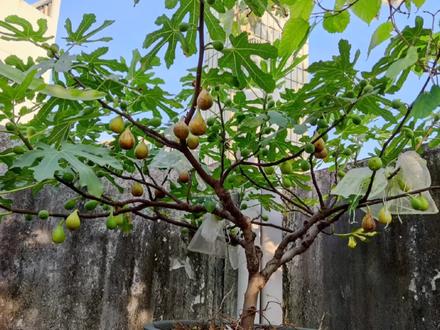 无花果徒长不结果?3种方法,一叶一果,高产结果多!