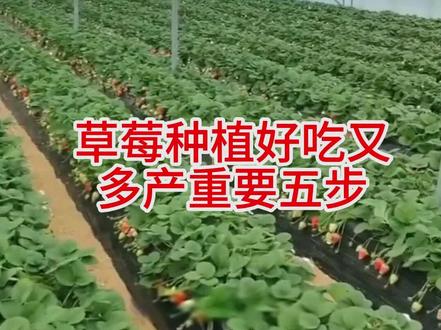 新手种植草莓重要几步,好吃多产 #草莓 #种植小技巧 #好吃多产 #三农种植 #AI