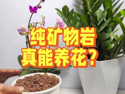 矿物岩养花,这个坑你信了吗? #养花小知识 #绿植花卉 #养花匠 #分享家庭养花知识