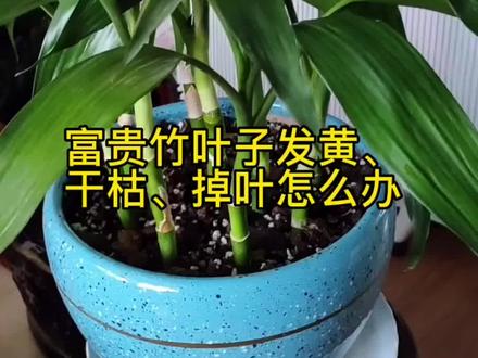 #养花肥料 富贵竹怎么养才能更旺盛#富贵竹 富贵竹可以土栽吗#花卉绿植 富贵竹叶子发黄发软蔫了怎么办#富贵竹黄叶 #养花小知识