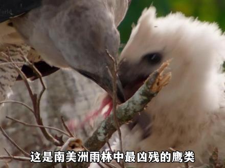 第四集:“空中死神”美洲角雕,一生要吃掉两百多只猴子的超级猛禽。#动物世界 #大自然的生存法则 #野生动物零距离 #角雕 #抖音精选