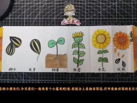 向日葵的生长过程,绘画过程 #线描画 #创意线描