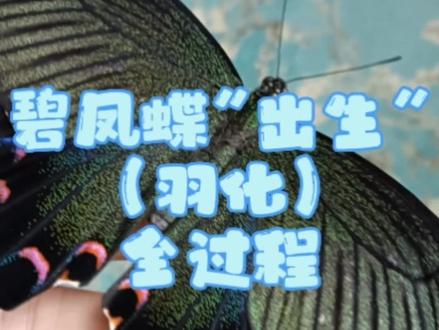 在家养一只蝴蝶而且是自己“孵化”出来的看看有多神奇#萌宠#昆虫#蝴蝶#奇异动物召集令_竖屏60s #阿蕊的家养蝴蝶