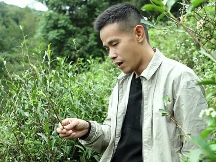 茶虫对于茶叶的危害性到底有多大!!#果岭 #茶园管理 #有机茶园