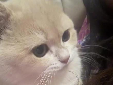 喵桑,你在干什么? #可爱的猫咪表情 #糟糕这只小猫咪谁顶得住啊 #怼脸猫咪表情包 #猫咪互动日常❤️ #猫咪表情包萌化了