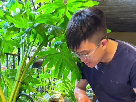 奶奶丢掉的破水缸拿来养鱼,结果几百万人问我是哪里买的,今天从头到尾给大家做一遍,教程来了!#古法养鱼 #生态缸