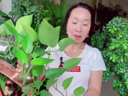 水培的绿箩这样养护,叶片翠绿长势旺盛!