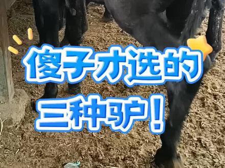 傻子才会选的三种驴!#肉驴养殖 #小毛驴 #毛驴