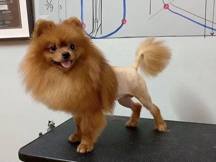 博美犬狮子装修剪教程,勾起儿时的回忆,狮子王来啦#博美 #狮子装 #宠物美容 #好生意dou加热第1期