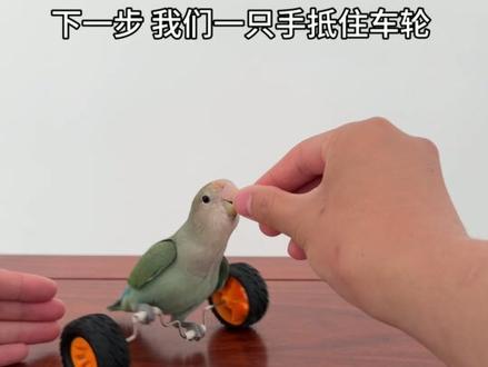 鹦鹉骑平衡车来咯#萌宠 #鹦鹉 #手养鸟