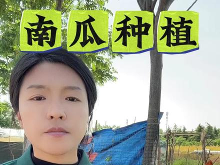 南瓜想高产,是先打顶,还是先打侧枝?#南瓜##南瓜种植 #南瓜种植技术 #南瓜管理 #南瓜管理方法