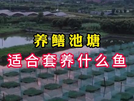 养鳝池塘
适合套养什么鱼,黄鳝网箱养殖#黄鳝养殖技术 #黄鳝养殖基地 #黄鳝养殖户 #龙昌胆汁酸 #黄鳝养殖网箱