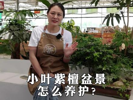 小叶紫檀盆景怎么养注意以下几点 #花卉绿植 #小叶紫檀#小叶紫檀盆景 #养护小知识
