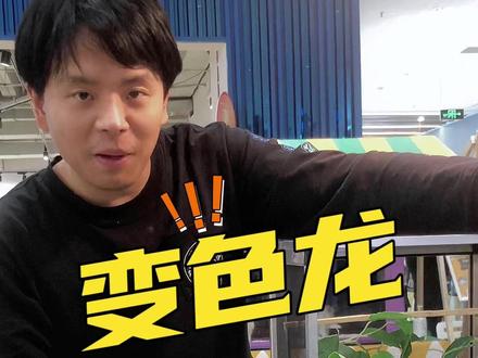 #人工合法养殖 #神奇动物在抖音 #爬宠 #变色龙 @DOU+小助手 @抖音小助手 @DOU+上热门