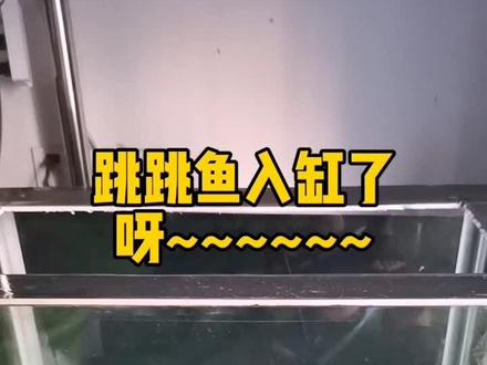 超市买的鱼入缸了呀~~~~~~#跳跳鱼