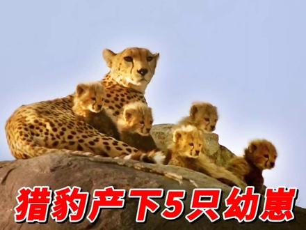猎豹产下5只幼崽,小疣猪被妈妈踢了一脚 #动物世界 #自然纪录片解说 #保护野生动物