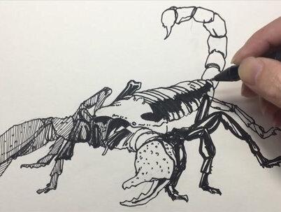 怎么把蝎子画成简笔画,绘画教程来啦,地球动物系列。 #简笔画教程 #零基础学简笔画 #重新认识地球