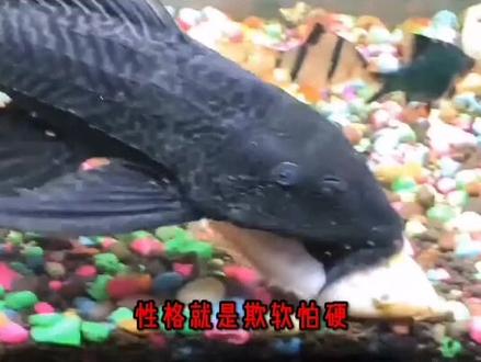 不适合混养的观赏鱼排名第8:清道夫鱼#清道夫鱼 #养鱼日记