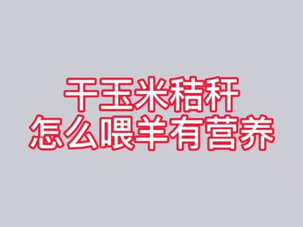 干玉米秸秆怎么喂羊?既有营养长膘羊又爱吃。