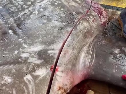 鱼老板切割翻车鱼,镜头记录下全过程#解压 #动物 #户外 #翻车鱼