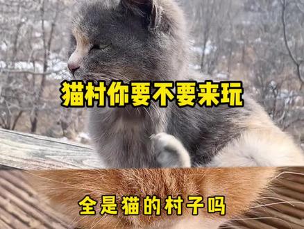 放了假想出游的可以来这放松一下。从保定开车2个多小时,沿途有层次分明的山脉和隧道。心情特别舒畅。这个猫村挺不错。#周末去哪玩 #跟着抖音去探店 #萌宠 #喵星人